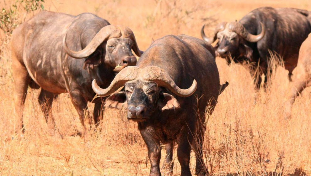 Ruvubu National Park , Northeastern Burundi, Burundi